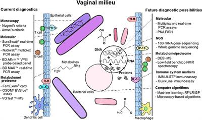 Frontiers Bacterial Vaginosis Current Diagnostic Avenues and